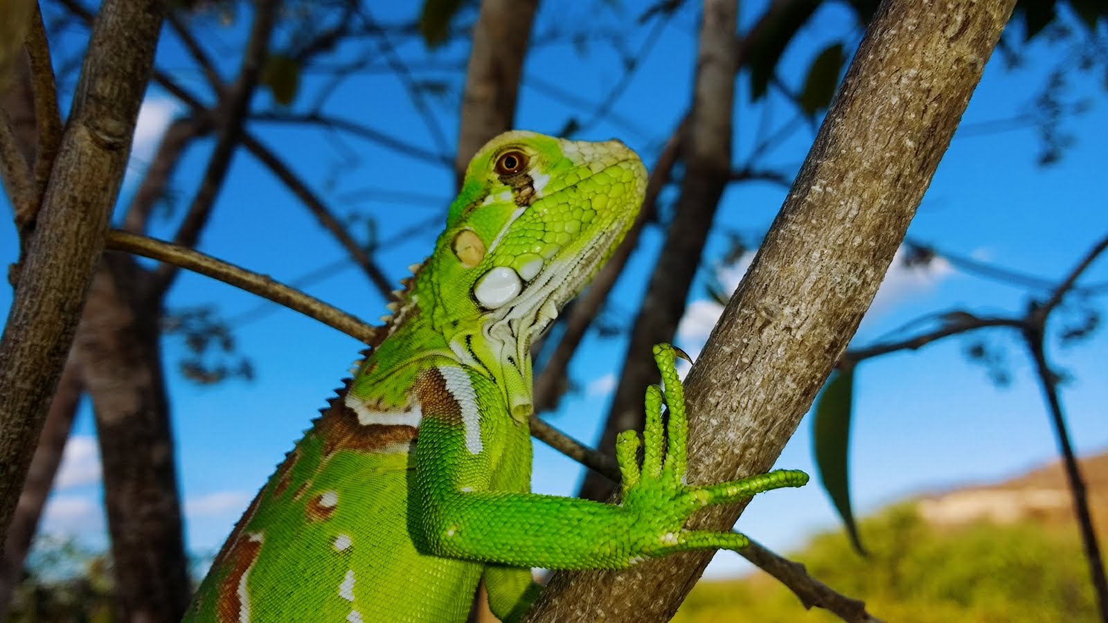 Manejo de Fauna